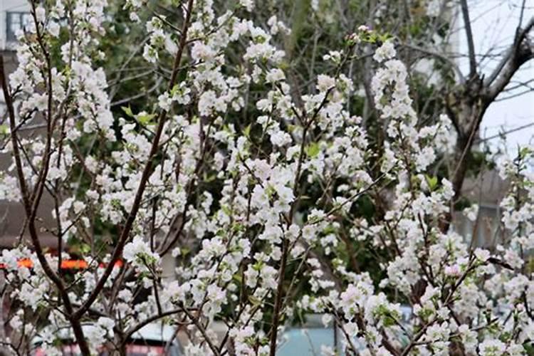 钾肥管长茎吗还是短茎呢