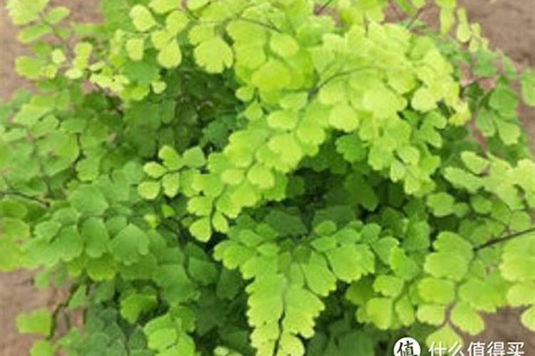 如何给铁线蕨施肥与浇水？