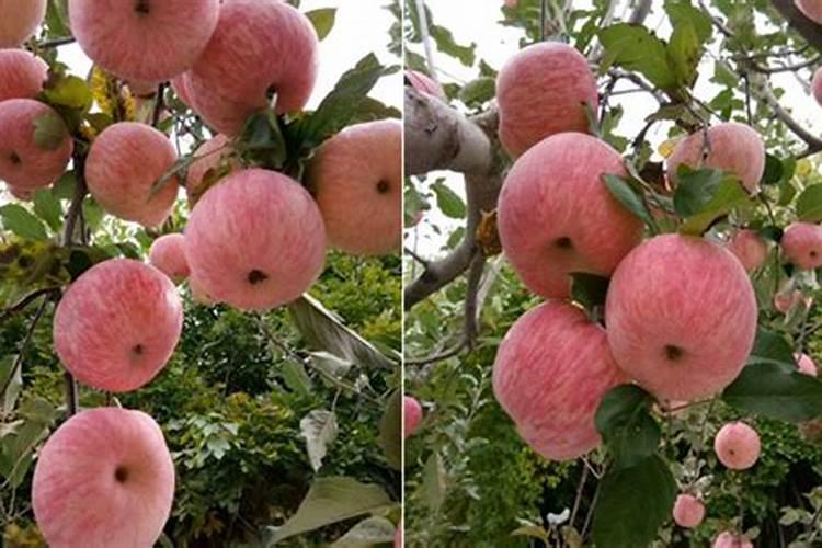 “神仙罗绮燕游时”的出处是哪里