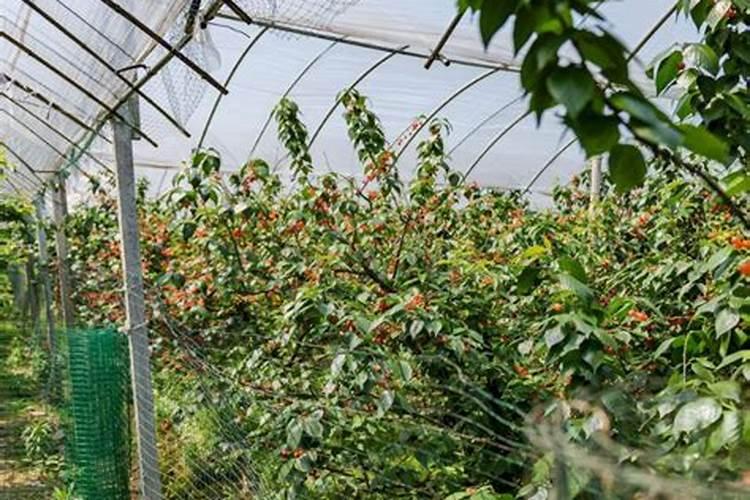 暖棚里的樱桃要开花了用什么肥料比较好？