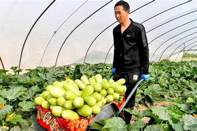 为什么豆角不能用磷酸二氢钾,附豆角的种类