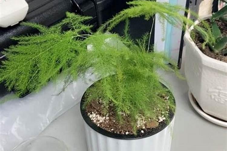 草铵膦加什么除草剂最快除草