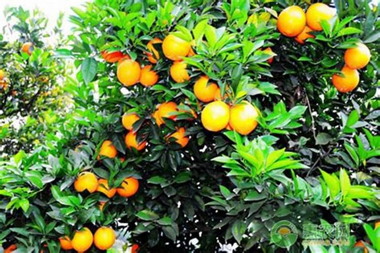 橙子盆栽种植方法
