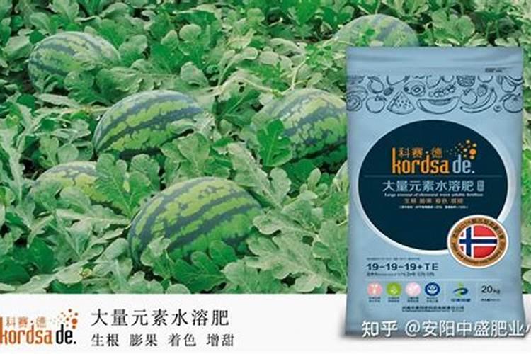 避坑!西瓜施水溶肥的4大注意事项