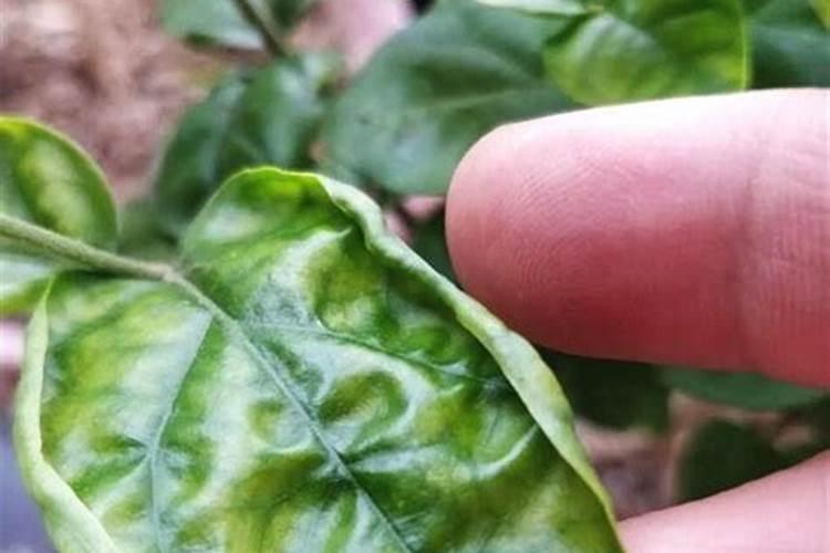 苹果树花后打什么药