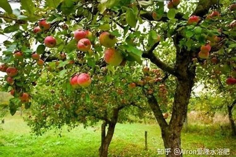 苹果树什么时候用水溶肥,怎么用最好