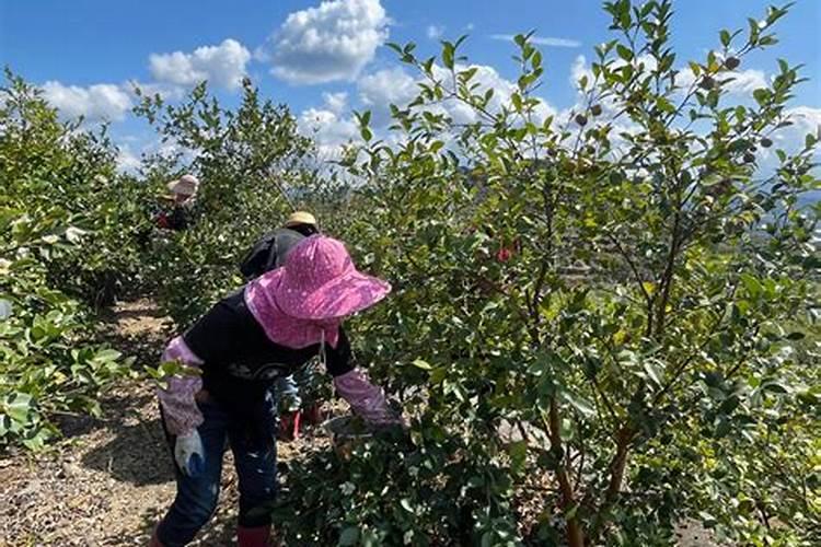 油茶树的栽培技术