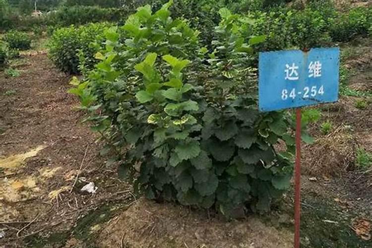 春天榛子树开花了,下雪了怎么处理