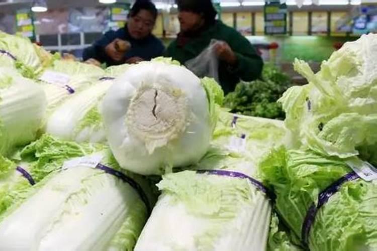 小白菜浇水多了会死吗？