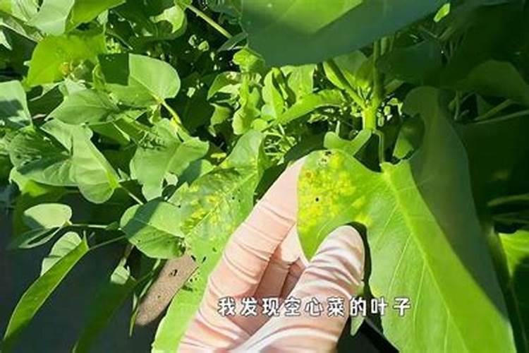 小白菜用什么肥料最好