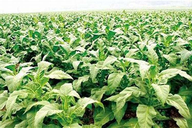 金枝玉叶夏天怎么养