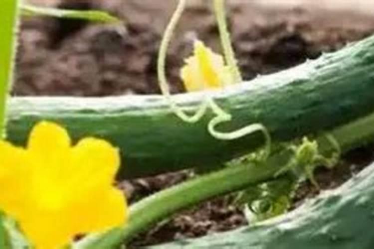种黄瓜,施肥技术要点一定要懂