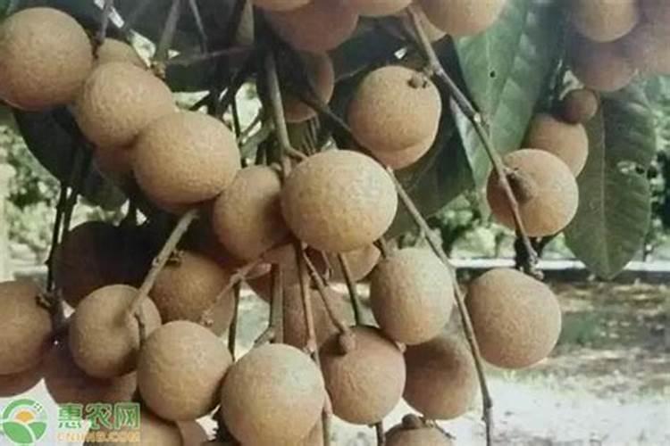 龙眼成结果树需要掌握的施肥方法有哪些？