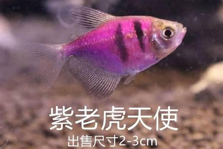 孔雀鱼品种