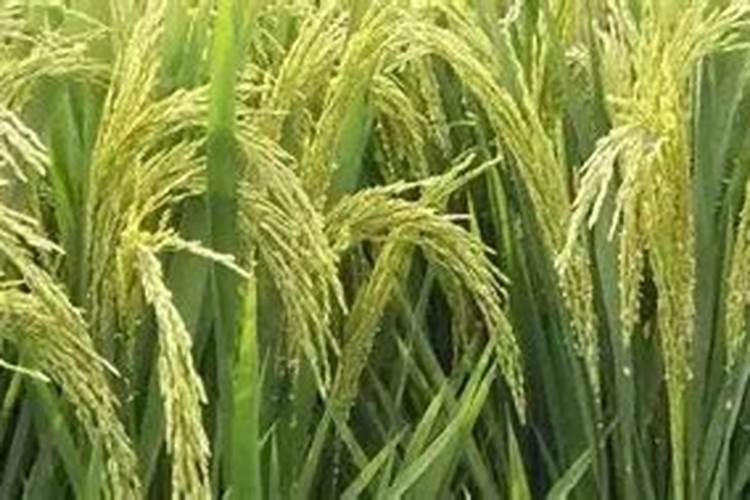 甜瓜肥害的诊断