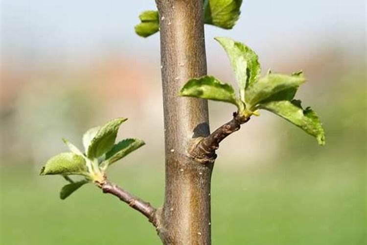 苹果9月份还能喂肥吧？是否苹果长大？