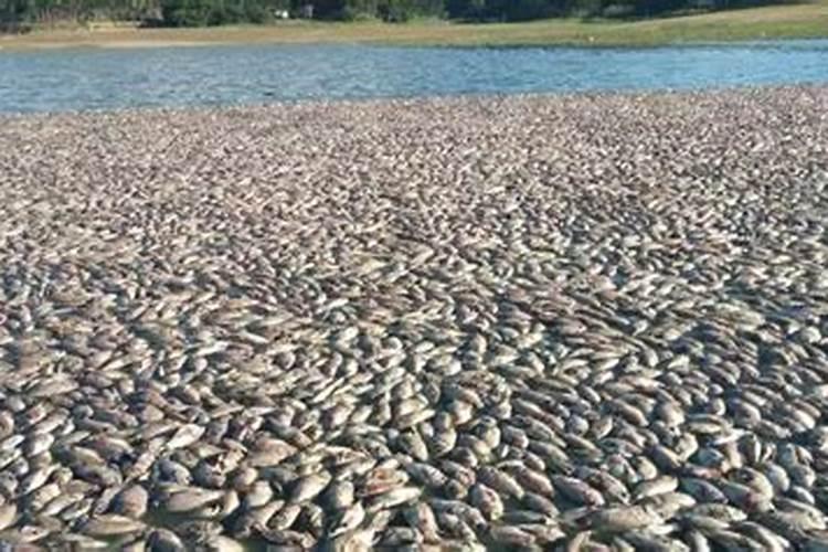 ...卫生间木橱柜的门上有好多好多针尖大小黑黑灰灰的小虫,密密麻麻的好...