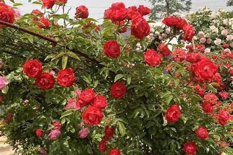 红木香的养殖方法和注意事项