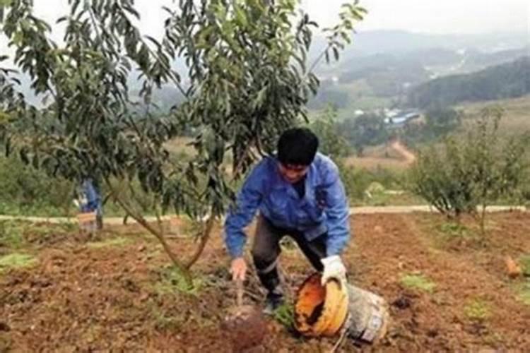 李子优质栽培高产技巧 怎么施肥浇水