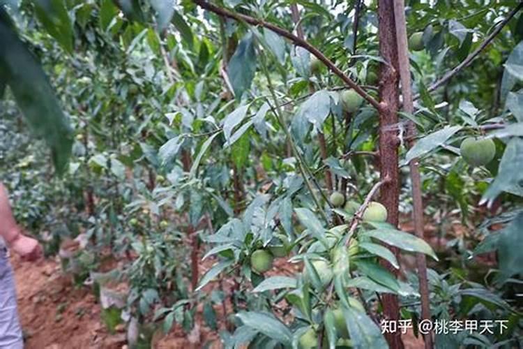 种植出高产的李子树要怎么施肥