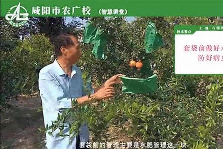 石榴树夏季管理方法
