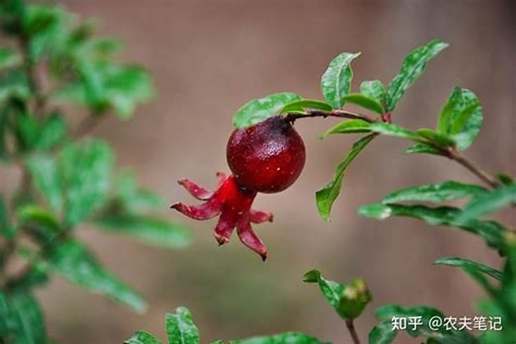 盆栽石榴树几天浇一次水？