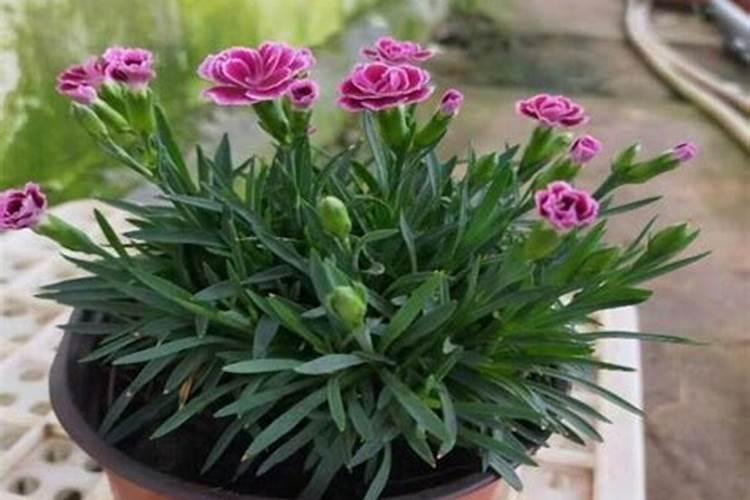 石竹花浇什么肥料合适