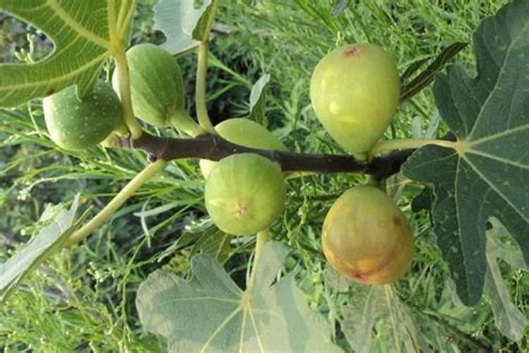 无花果施肥的正确方法