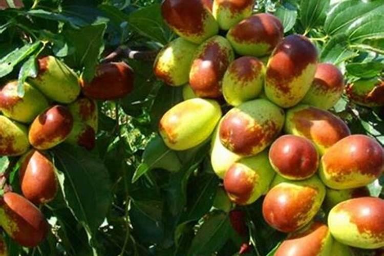 果树挂果期打什么叶面肥长的快？果树结果期用什么肥料长的好？