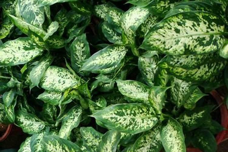 苏云金芽孢杆菌对农作物的危害