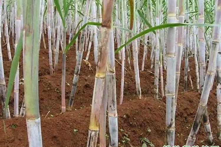 土壤改良的方法都有哪些