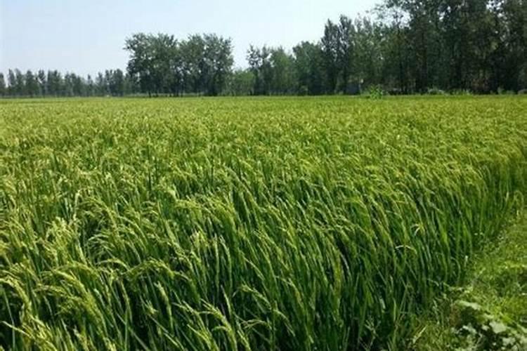 水稻分蘖肥需要用钾肥吗 怎么施肥效果好