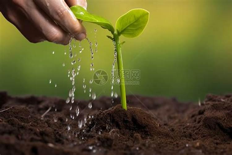 蔬菜种下去几天可浇肥