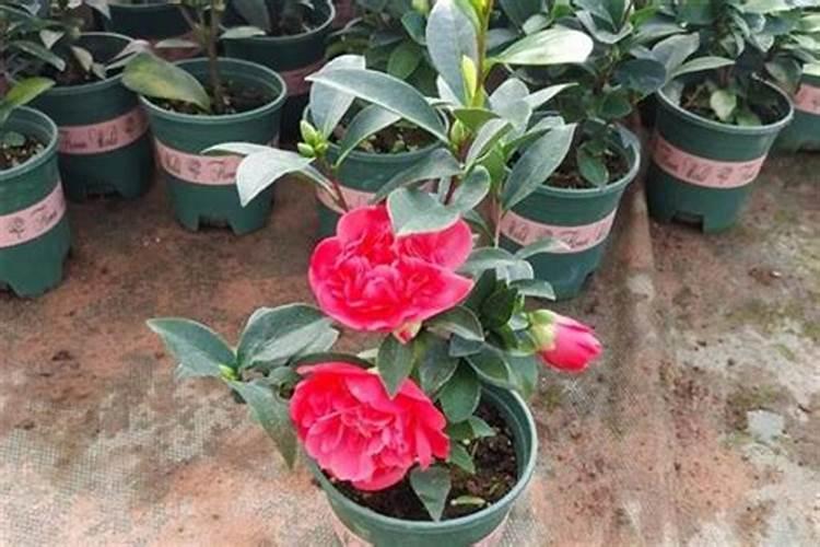 茶花多久施一次肥