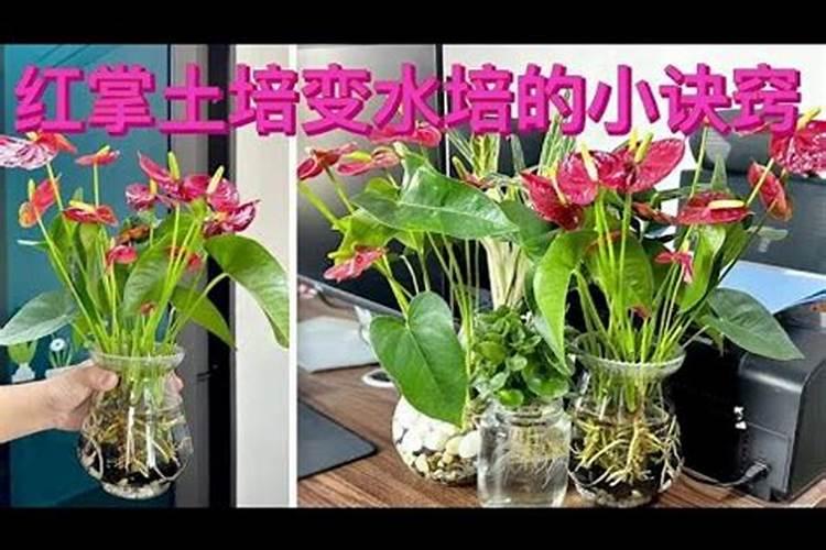 水培红掌要施什么肥好