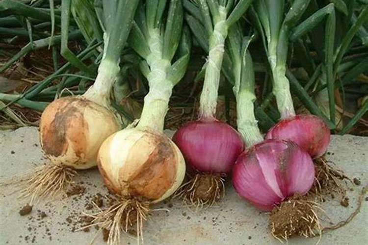 野蔷薇整株图片野蔷薇整株图片花种类100种名称