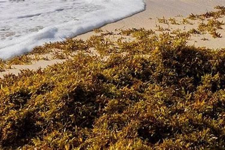 氨基酸叶面肥的功效与作用 氨基酸叶面肥优缺点有哪些