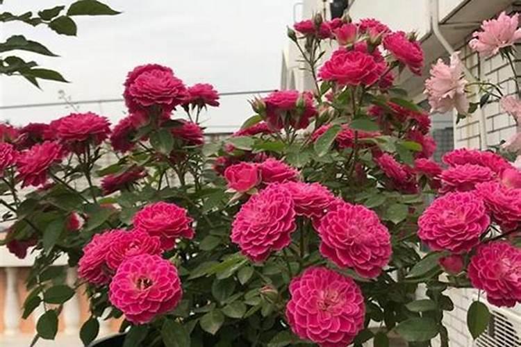 长寿花要浇什么肥最好