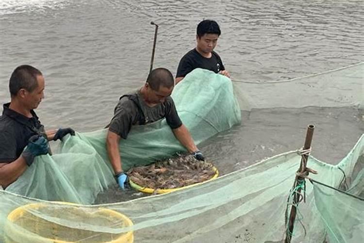 苹果树补钙的叶面肥有哪些