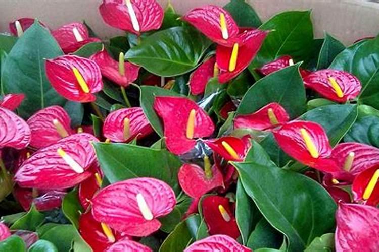 黄瓜结得多,这5种肥料不能缺