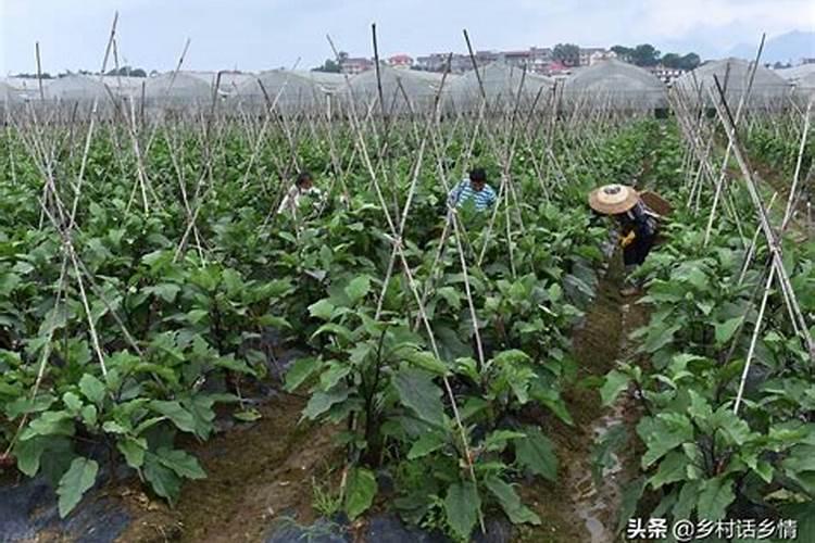 什么肥料苦瓜不能用 给苦瓜施肥哪些是要注意的