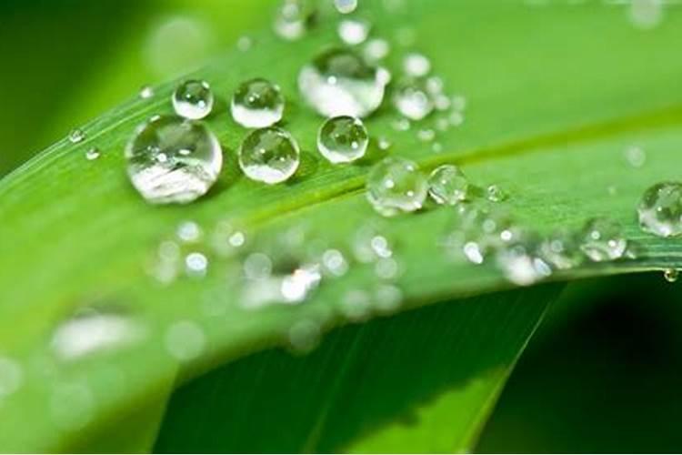 玉米叶面肥打了将打完四个小时就下雨了还管用吗？