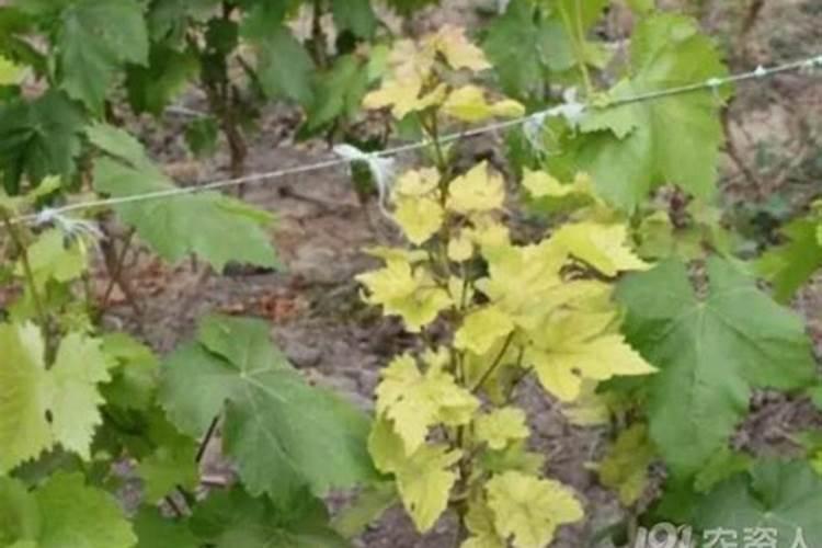 土壤里缺了什么微量元素,才会导致红提葡萄叶子发红枯萎？