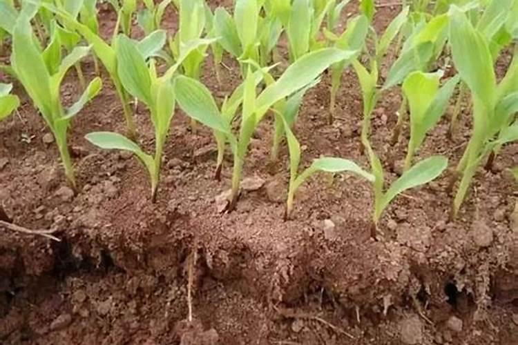 测土配方施肥平衡施肥考虑因素