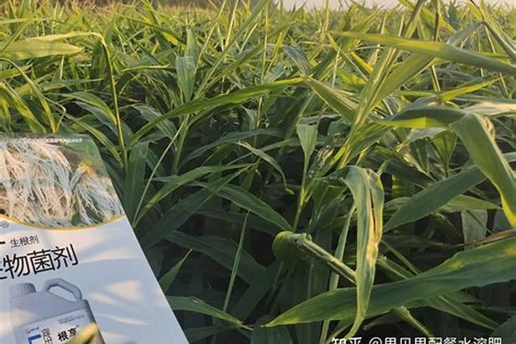 7砘水溶肥多少钱