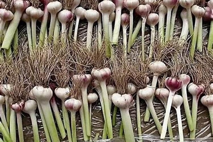 五月兰花长芽期如何施肥盆盆长满芽
