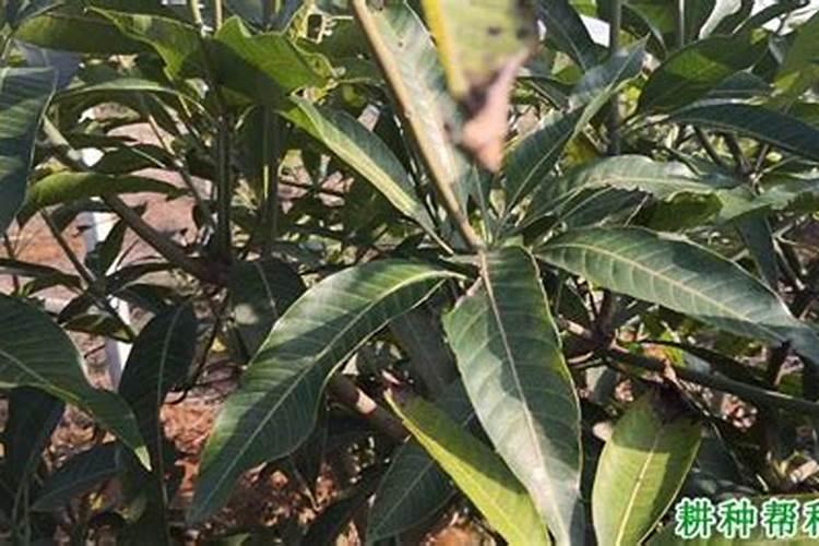 水溶肥的前十名 中国水溶肥的前十名