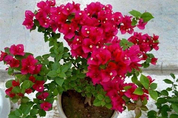 三角梅有花苞能喷磷钾肥吗 三角梅有花苞能喷磷钾肥