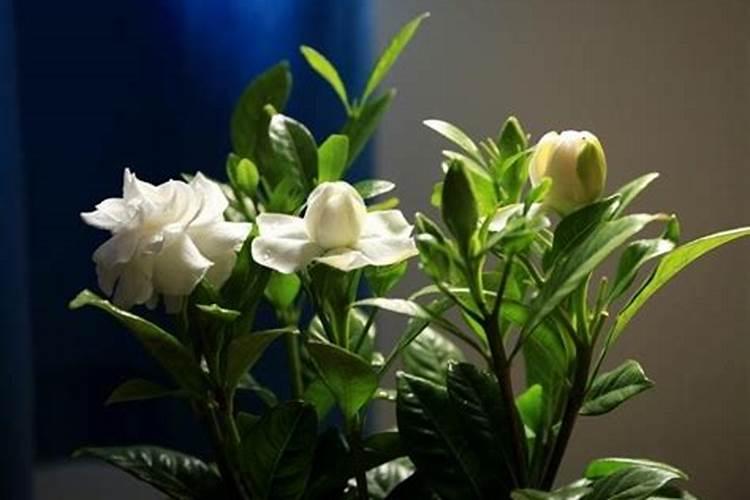 西瓜开花期施什么肥