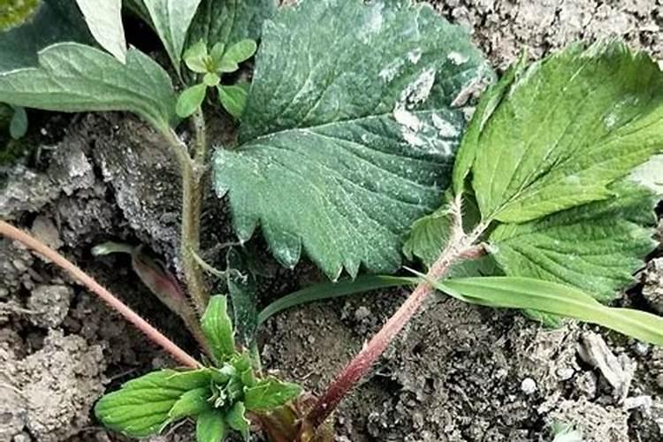 草莓根腐病怎么防治？